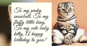 Birthday Wishes for Cats